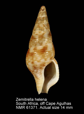 Zemitrella helena.jpg - Zemitrella helena(Thiele,1925)